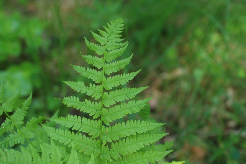 Hiirenporras_Athyrium_filix_femina